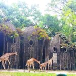 Jerapah Kebun Binatang Ragunan