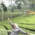 Kebun Teh Panama Wonosobo