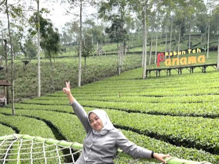 Kebun Teh Panama Wonosobo